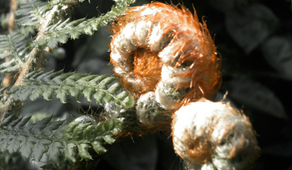 Featured image for “Alles heeft een ritme”