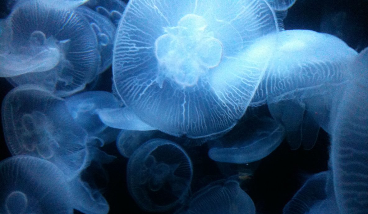 kwalletjes in aquarium